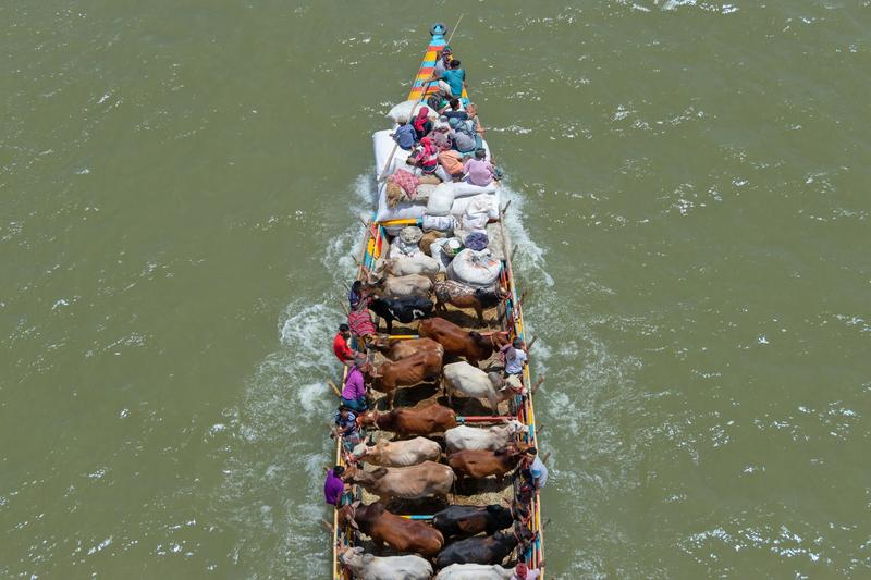 Transport de animale, Foto: Joy Saha / Zuma Press / Profimedia