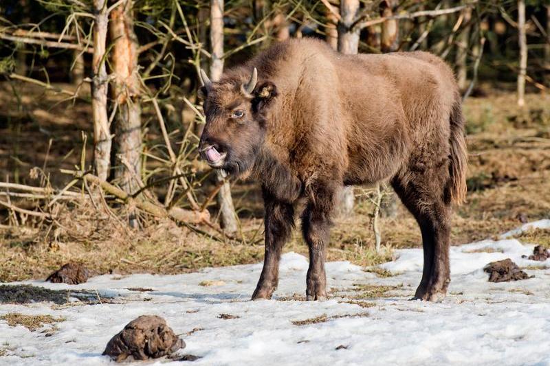 Zimbru, Foto: Šimánek Vít / ČTK / Profimedia