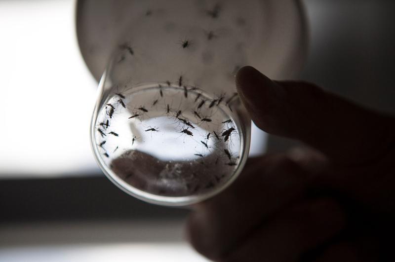 Aedes aegypti, ţânţarul responsabil de transmiterea virusului Dengue, Foto: Martin Zabala / Avalon / Profimedia