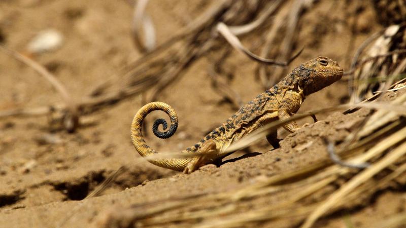 Reptile, Foto: BBC STUDIOS - Album / Album / Profimedia