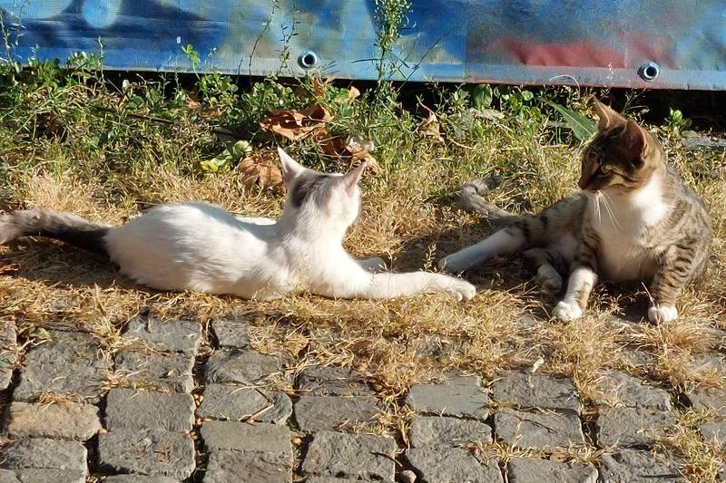 Pisici în aer liber, Foto: Hotnews / Clarice Dinu