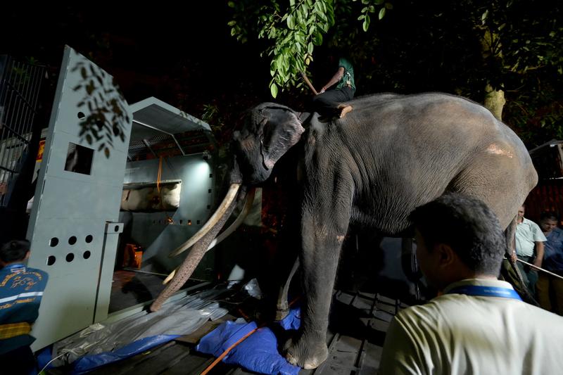 Elefantul Muthu Raja plecând de la Zoo Colombo, Foto: Ishara S. Kodikara / AFP / Profimedia