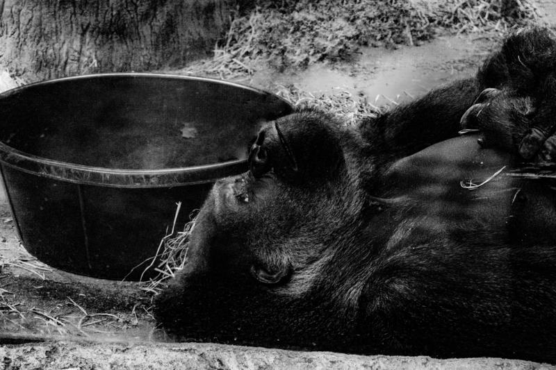 gorila la Gradina Zoologica Columbus, Foto: Sean Reid | Dreamstime.com