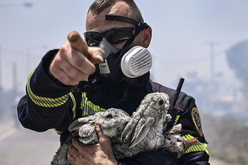 Pompier salvand o pisica si doi iepuri din incendiile devastatoare din Rodos, Foto: SPYROS BAKALIS / AFP / Profimedia