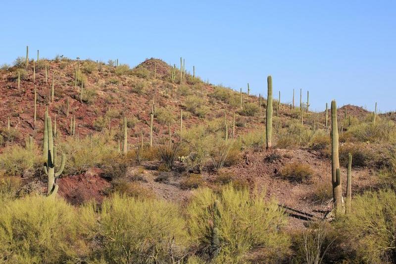 Cactuşii Saguaro, Foto: Daniel Borzynski / Alamy / Alamy / Profimedia