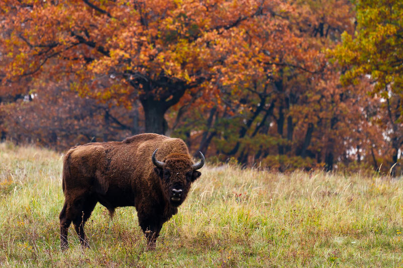 Zimbru european, Foto: Milous Chab | Dreamstime.com