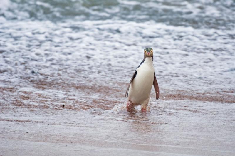 Pinguin în Noua Zeelandă, Foto: Terry Whittaker / Alamy / Profimedia