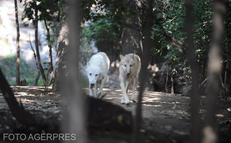 Lupi la ZOO, Foto: AGERPRES