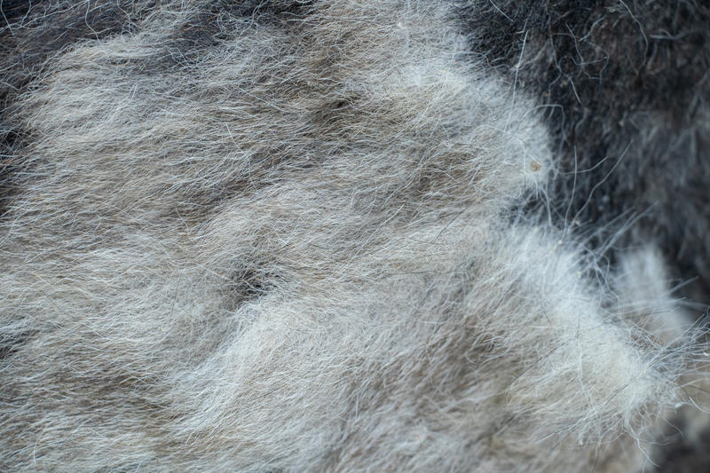 Blana de caine, Foto: Viktoriia Kotliarchuk | Dreamstime.com