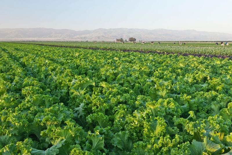 Câmp de salată iute, Foto: inga spence / Alamy / Alamy / Profimedia