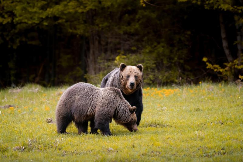 ursi Slovacia, Foto: Dominik Belica / Alamy / Alamy / Profimedia