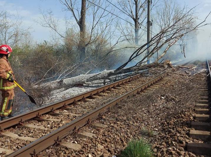 Arbore cazut pe calea ferata, Foto: CFR Infrastructura