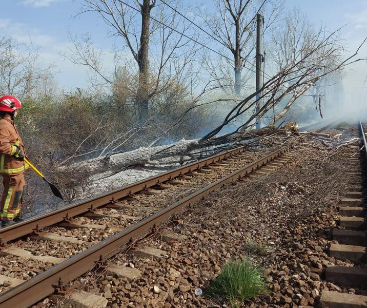 Arbore cazut pe calea ferata, Foto: CFR Infrastructura