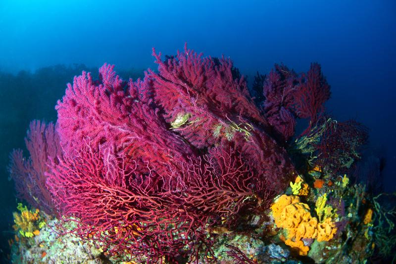 coral rosu, Foto: Tahsin Ceylan / AFP / Profimedia