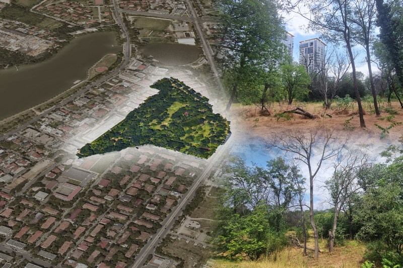 FOTOREPORTAJ Primăria București a plătit zeci de milioane de euro pe un parc cu arbori vechi de 50 de ani, dar zeci dintre aceștia s-au uscat deja