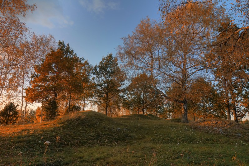 Imagine ilustrativă cu o pădure în Suedia / FOTO: Kai Schirmer / imageBROKER / Profimedia