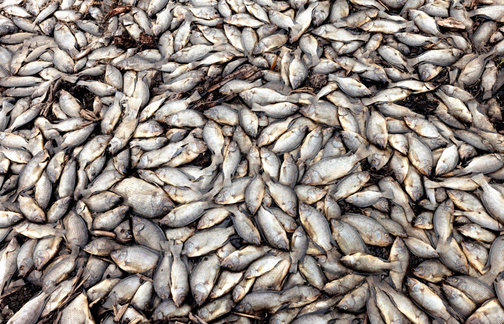 pesti morti - imagine ilustrativa / FOTO: ULISES RUIZ / AFP / Profimedia