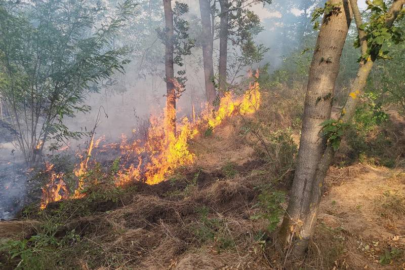 FOTO Incendiu în zona pădurii Bălănoaia din Giurgiu / Flăcările au cuprins 40 de hectare