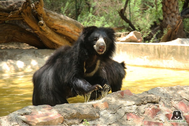 Urs leneș în India. Foto: - / INSTAR Images / Profimedia