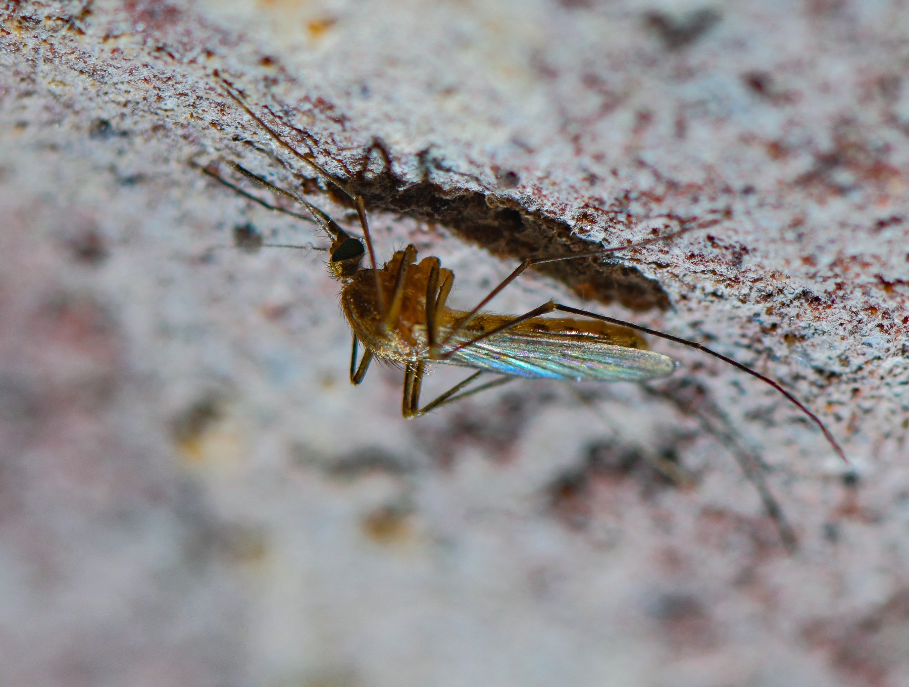 Virusul West Nile a ucis nouă români în sezonul cald. Numărul total al infectărilor consemnate de INSP