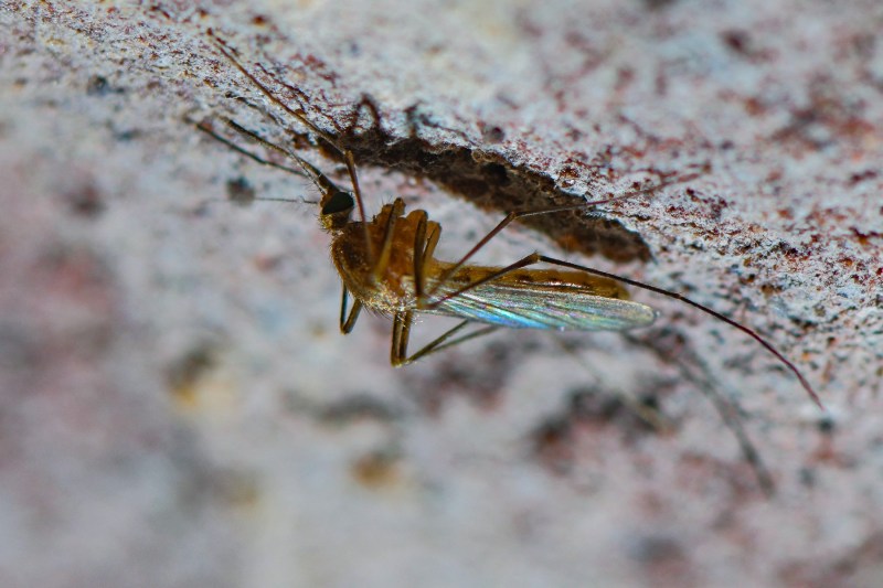 Virusul West Nile a ucis nouă români în sezonul cald. Numărul total al infectărilor consemnate de INSP