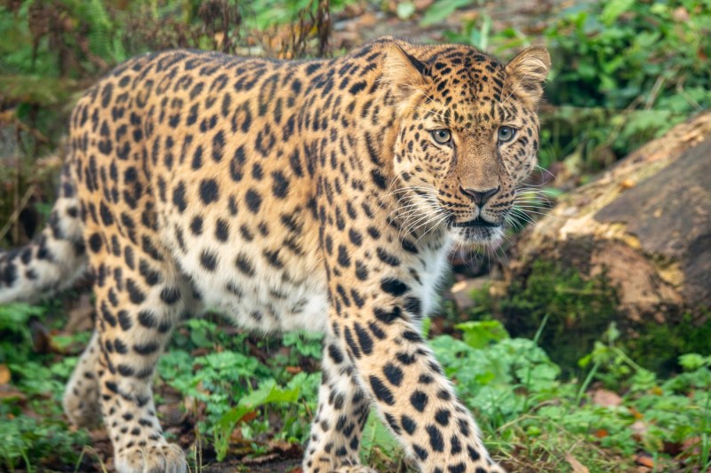 Proprietarul unei grădini zoologice din Slovacia, ucis de leopard