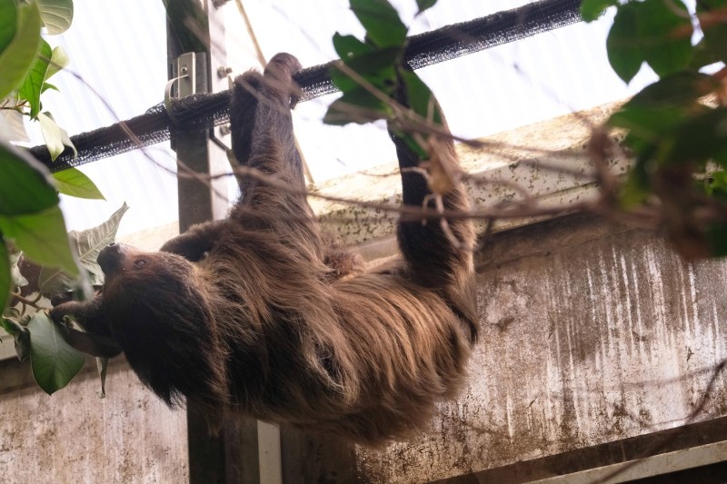 Cel mai bătrân leneş din lume a murit la 54 de ani la o grădină zoologică din Germania