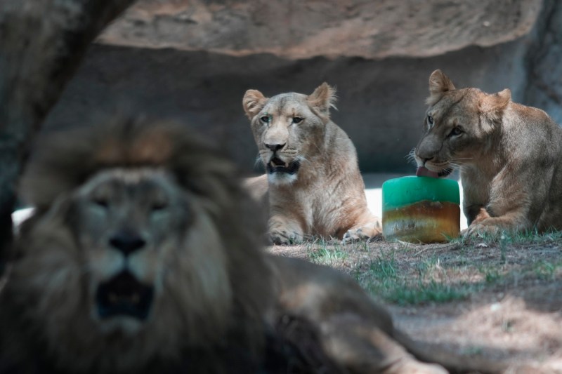 Anchetă la grădina zoologică din Belfast după ce un angajat și-a încuiat colegul în cușcă cu leii