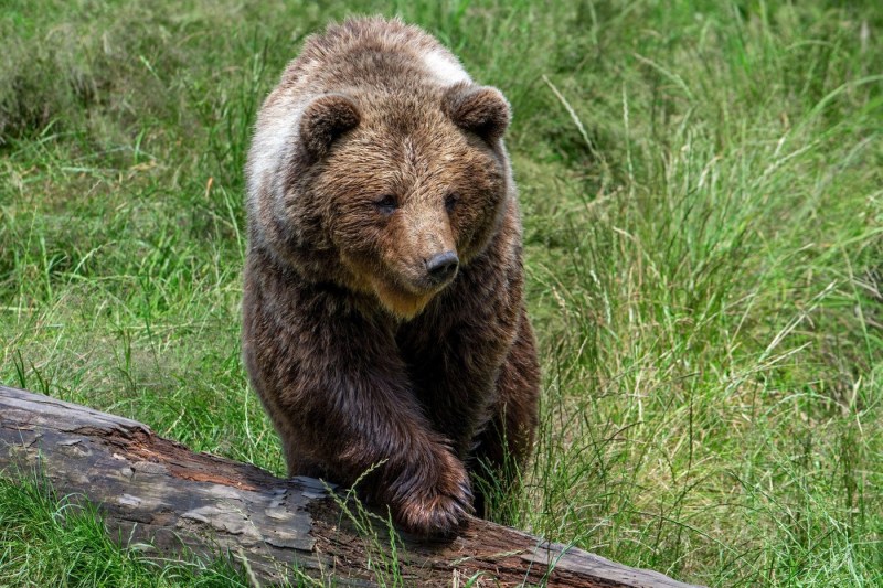 Ecologiștii acuză Suedia că a permis „un măcel pur” după ce autoritățile au permis împușcarea a 20% din populația de urs brun