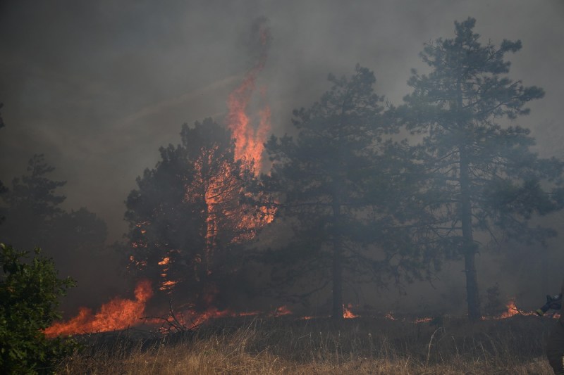 Cipru și Bulgaria, statele din Europa cu cele mai mari probleme din cauza incendiilor forestiere în acest an. Care sunt principalele cauze