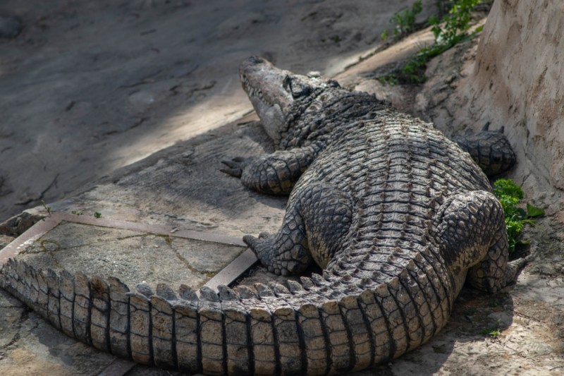 Bizarul caz al crocodilului Crocky, aciuat într-o suburbie a Sofiei. Autoritățile au putut cu greu să îl evacueze: „Pur și simplu nu există instituții ale statului”