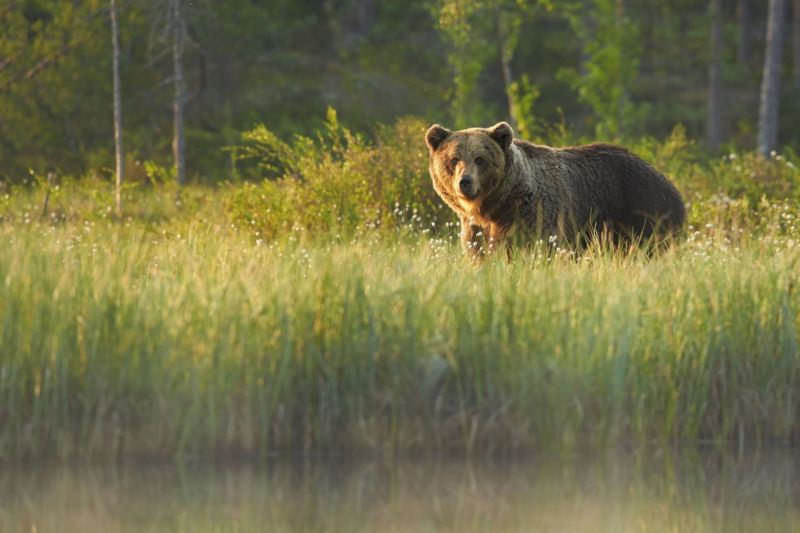 Majestic Forest - jocul dedicat celor mai populare animale din păduri