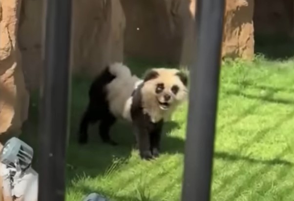 VIDEO „Urși panda” care latră la o grădină zoologică din China / Reacția vizitatorilor