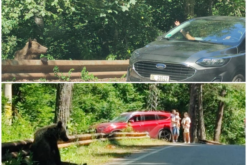 Turiști care hrănesc urșii sau se fotografiază în preajma lor. Foto: capturi Snoop