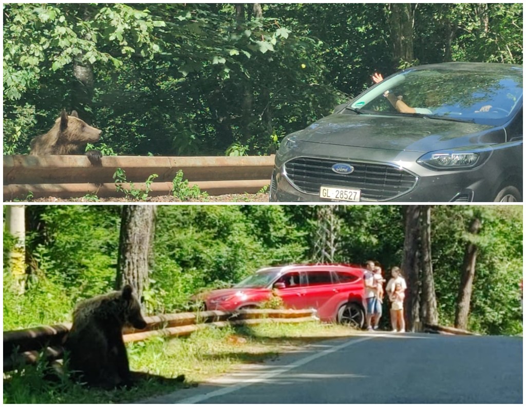 Turiști care hrănesc urșii sau se fotografiază în preajma lor. Foto: capturi Snoop