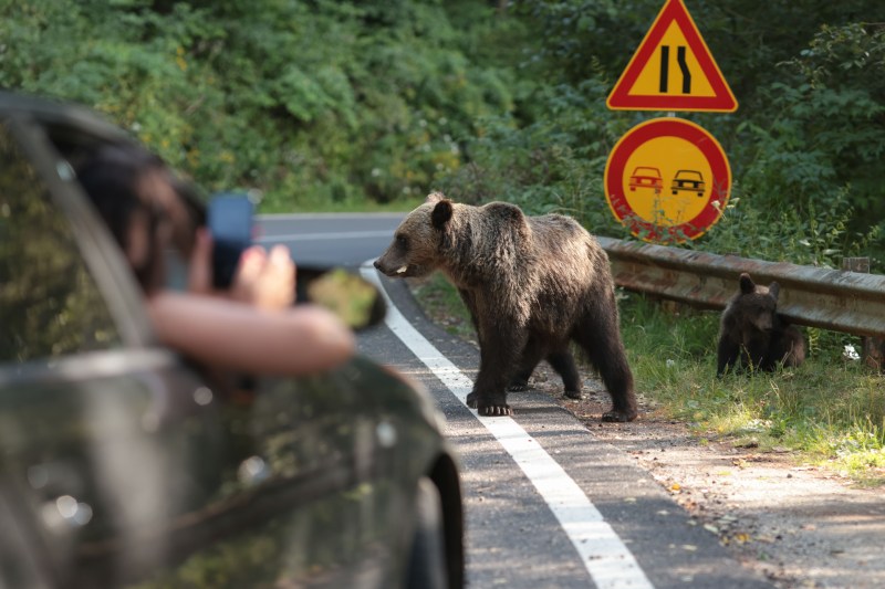 Urși pe Transfăgărășan / Foto: Inquam Photos / George Călin