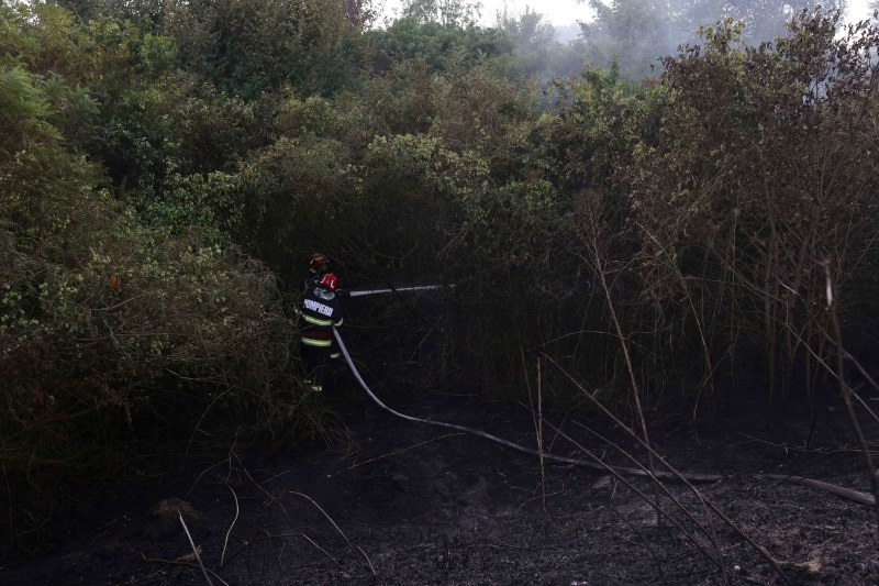 VIDEO Nou incendiu de vegetaţie, într-o zona montană din Maramureş / Accesul e dificil