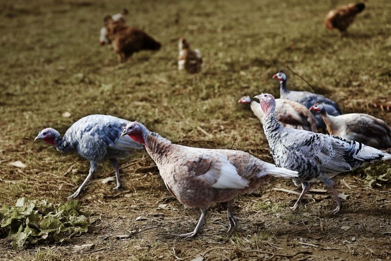 Ministrul Agriculturii: „Eu nu dau la copiii mei carne sintetică”. Ce riscă România dacă interzice prin lege carnea cultivată în laborator, după modelul Italiei