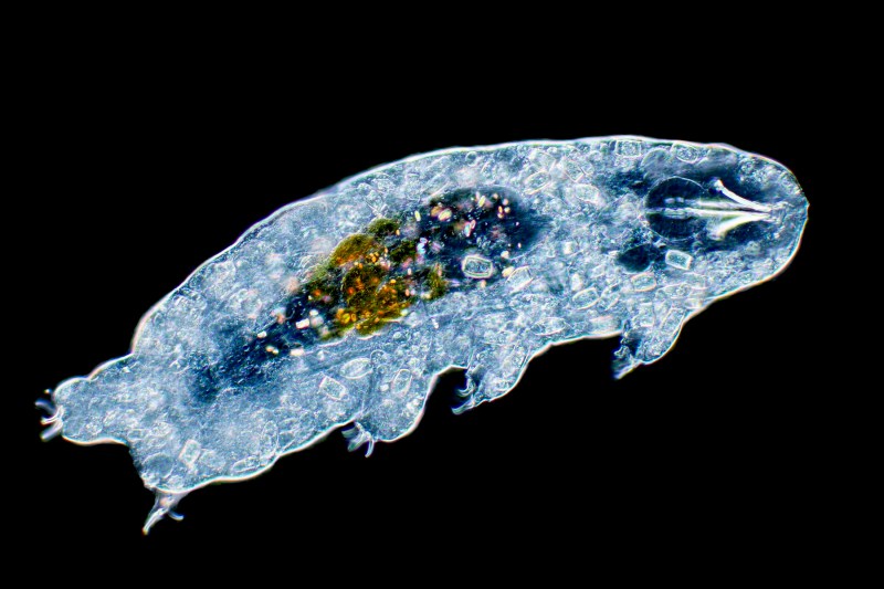 Micrografie cu lumină de contrast a unui urs de apă - tardigradă. Foto: Profimedia