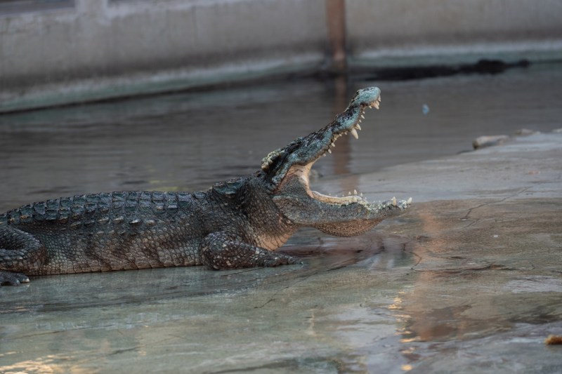 Thailanda: 125 de crocodili uciși de teamă că vor scăpa în timpul inundaţiilor