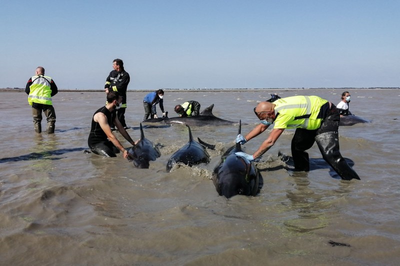 FOTO Operațiune de proporții pentru salvarea unui grup de delfini eșuați în Franța