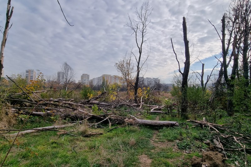 „Poliția apără drujbașii”. Zeci de arbori de pe bucata retrocedată din Parcul IOR au fost puși la pământ fără aviz