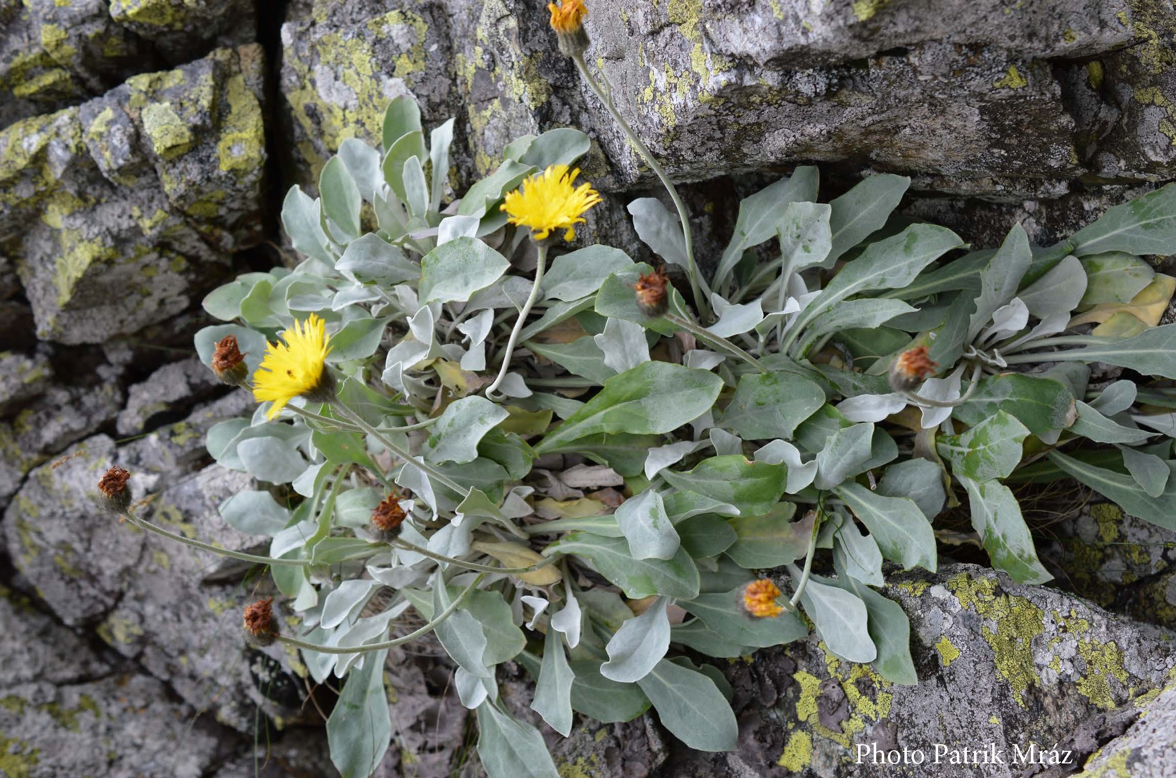 Descoperirea unei plante de 60.000 de ani în Carpați: Andryala laevitomentosa, o comoară a biodiversității