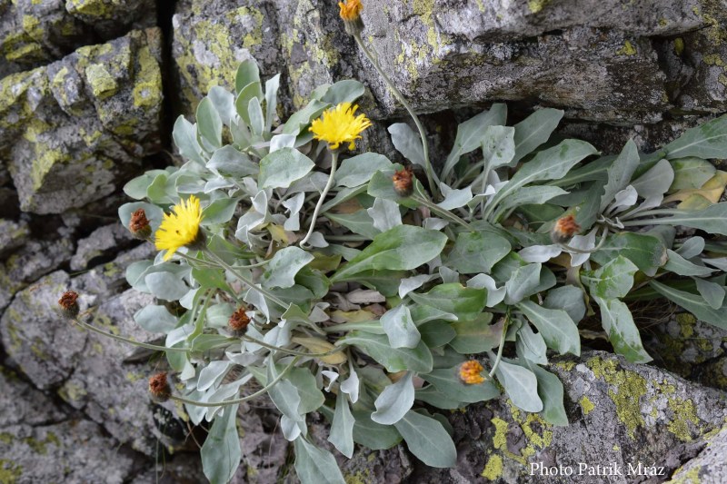 O plantă „extrem de rară” care trăiește de peste 60.000 de ani în Carpaţi, descoperită de cercetătorii UBB. „Una dintre cele mai vechi ființe vii de pe Terra”