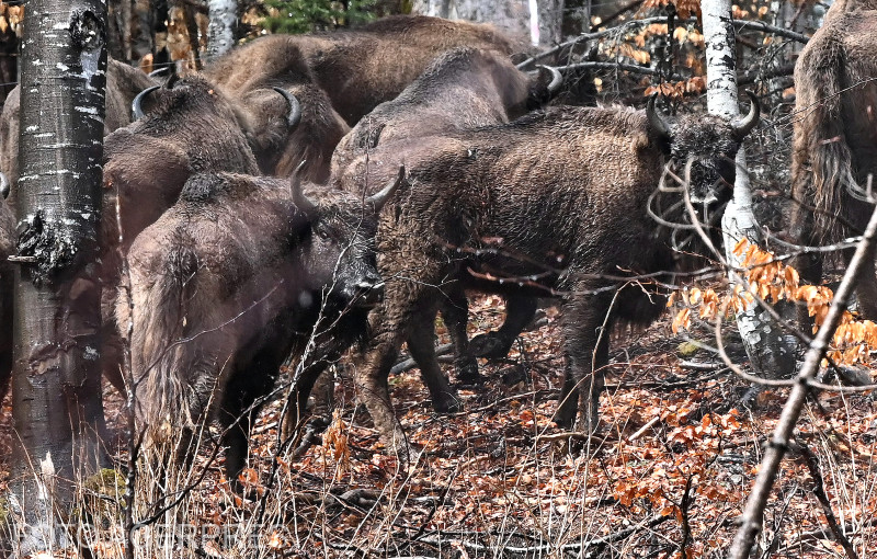 Zimbri în zona Dobroneagu, în apropierea comunei Nucsoara, jud. Arges. Foto: AGERPRES