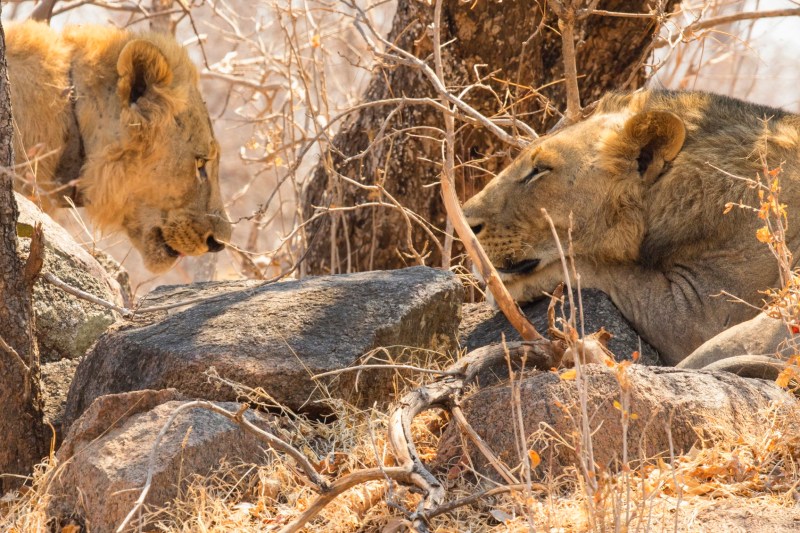 Cercetătorii au confirmat o veche teorie despre cei doi lei mâncători de oameni din Tsavo cu ajutorul firelor de păr găsite între dinții lor: „Teroarea pe care o aducea noaptea este inimaginabilă”