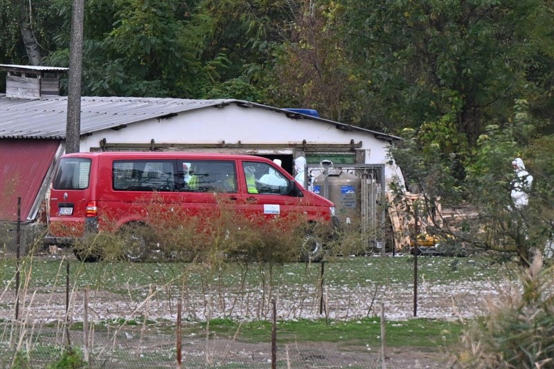 România a raportat autorităților internaționale un focar de gripă aviară. Primele cazuri au fost depistate în estul țării