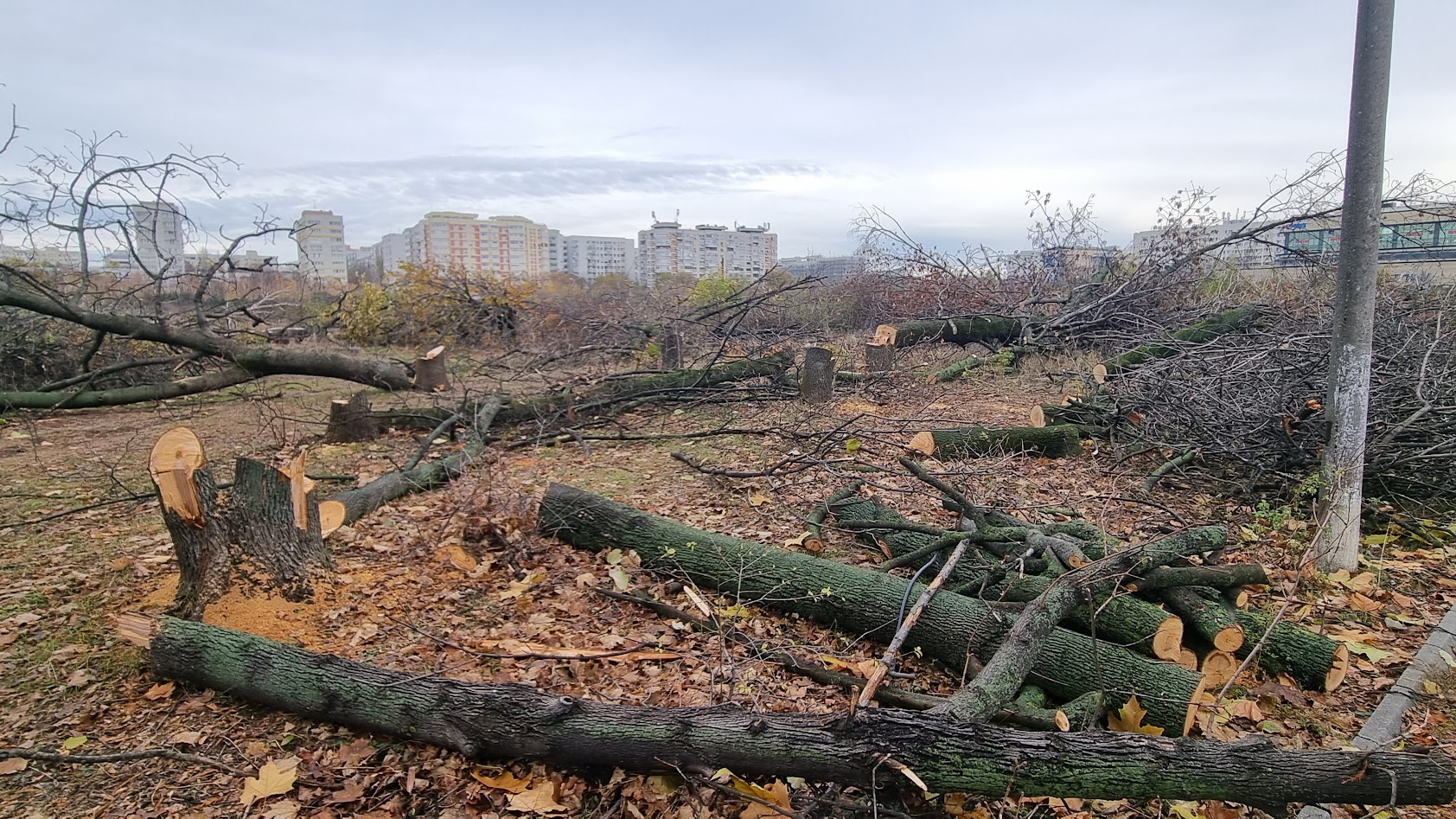 Nicușor Dan avertizează: Defrișările din Parcul IOR vor fi sancționate sever