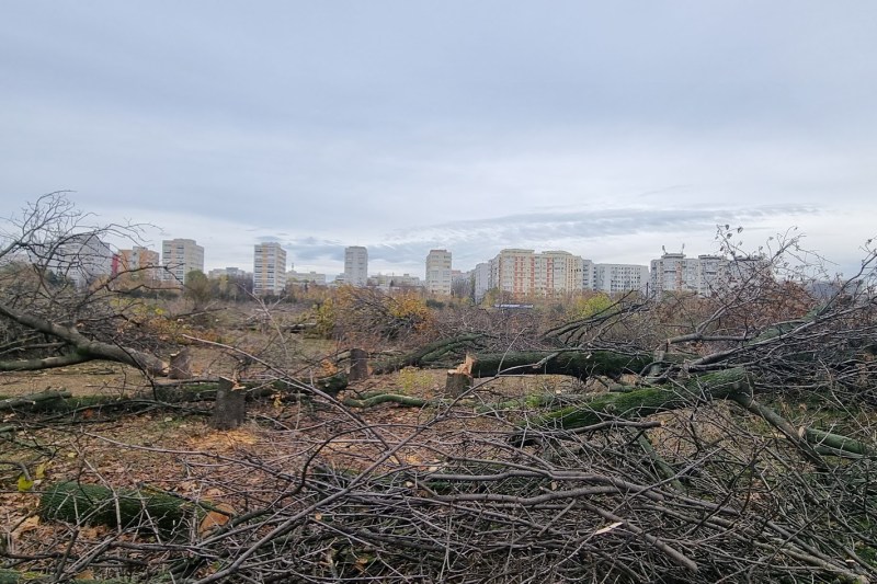 FOTO Aproape toți copacii de pe cele 12 hectare retrocedate în Parcul IOR au fost tăiați fără aviz