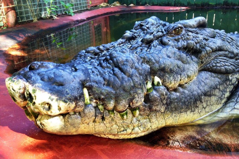 Cel mai mare crocodil din captivitate a murit în Australia / Cassius avea o vârstă peste cea la care ajunge un crocodil sălbatic